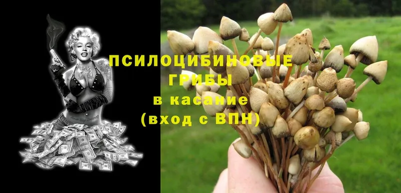 магазин продажи наркотиков  Зеленодольск  Псилоцибиновые грибы Psilocybine cubensis 